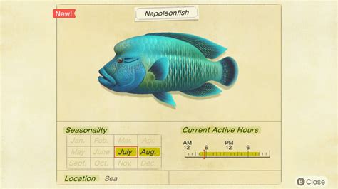 Napoleon Fish: A Complete Guide .